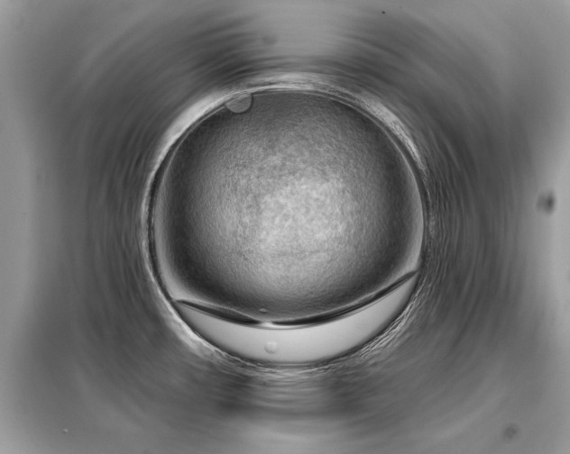 X0000099421482200805091231