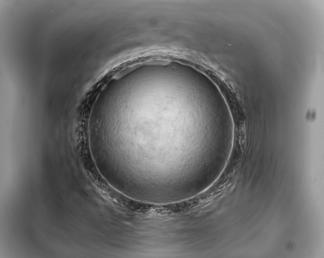 X0000099421496200805091231