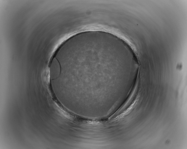 X0000099421509200805091231