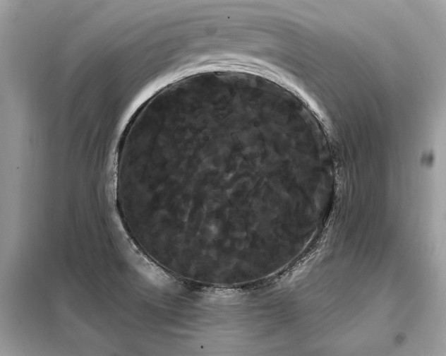 X0000099421522200805091231