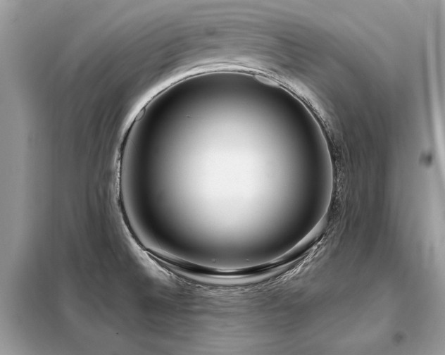 X0000099421524200805091231