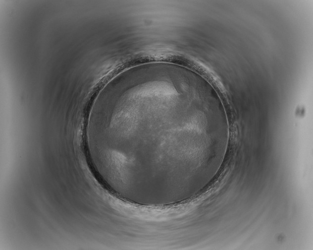 X0000099420018200805161057