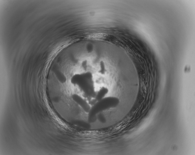 X0000099420049200805161055