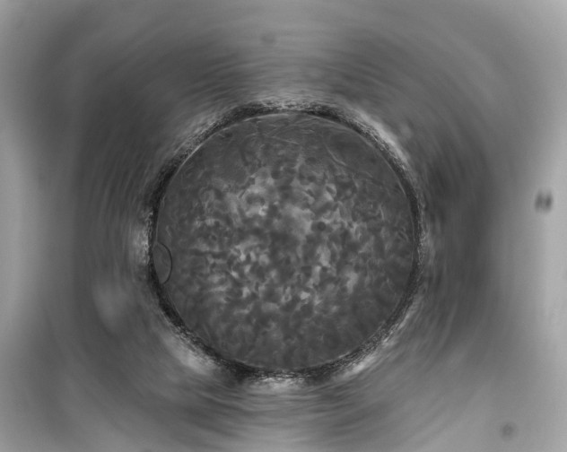 X0000099420065200805161056