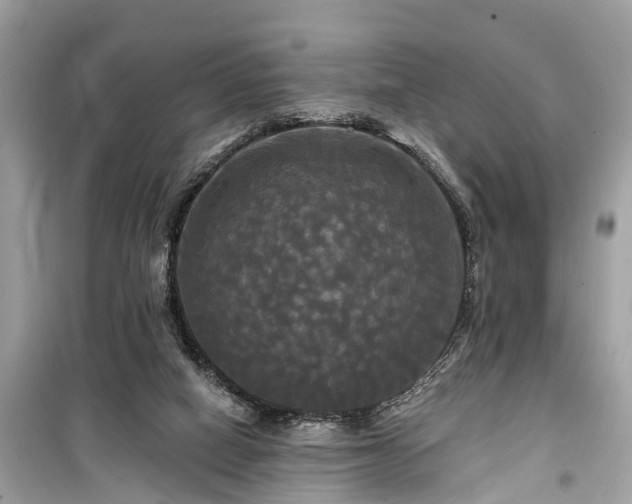 X0000099420066200805161056