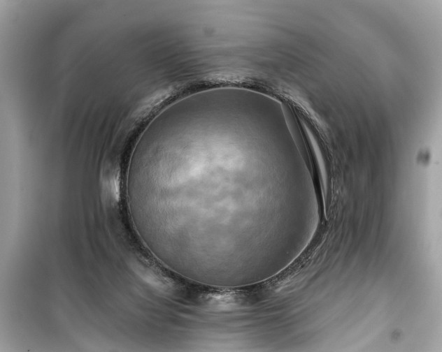 X0000099420068200805161056