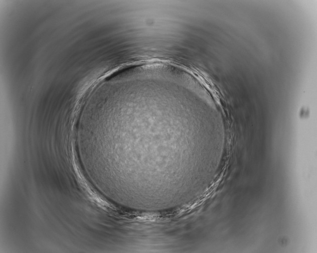 X0000099420097200805161055