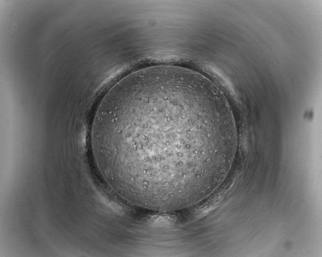 X0000099420115200805161055