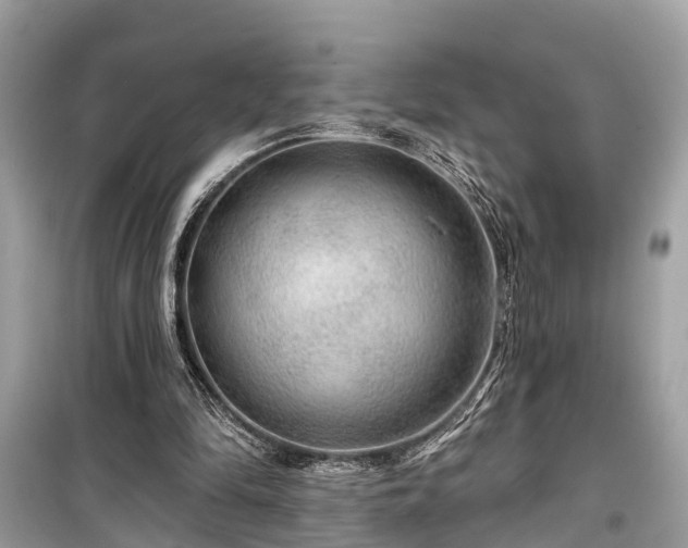 X0000099420294200805161052
