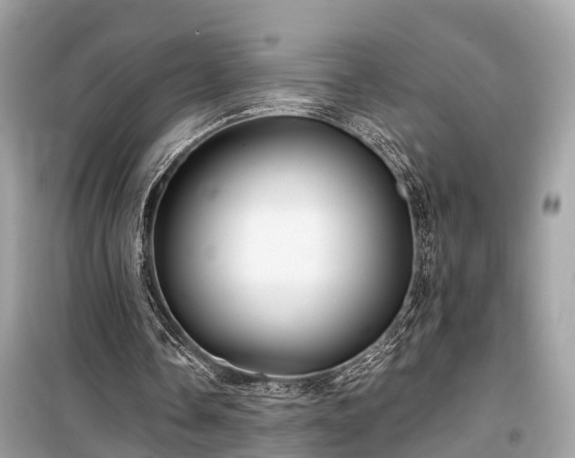X0000099420338200805161051