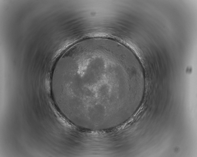 X0000099420345200805161051