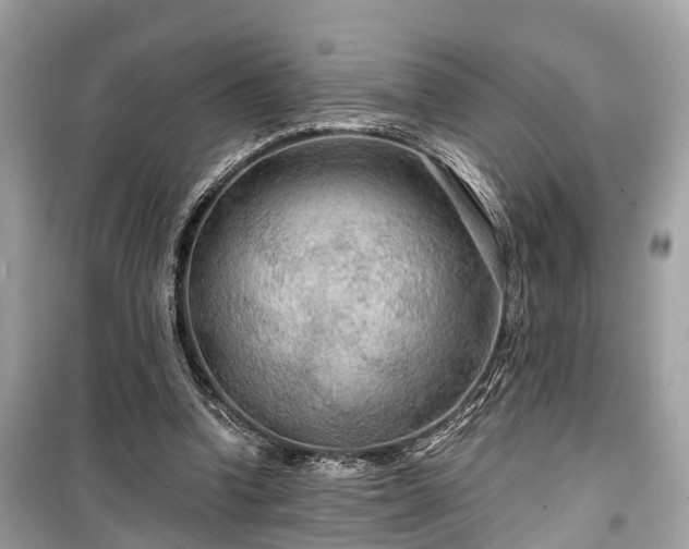 X0000099420346200805161051