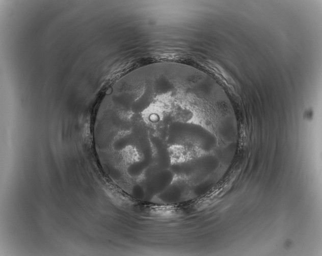 X0000099420377200805161051