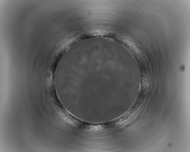 X0000099420411200805161050