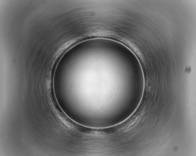 X0000099420437200805161049