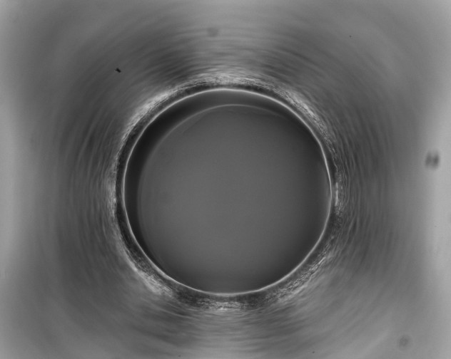 X0000099420438200805161049