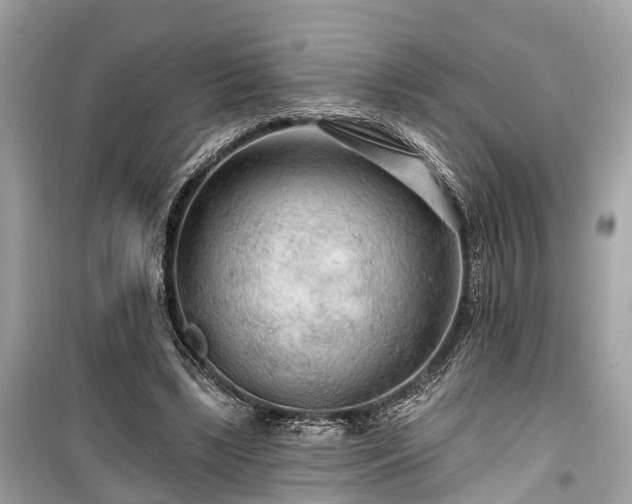 X0000099420443200805161049
