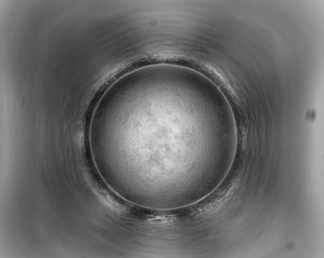 X0000099420447200805161049