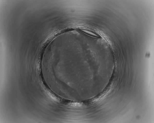X0000099420449200805161049
