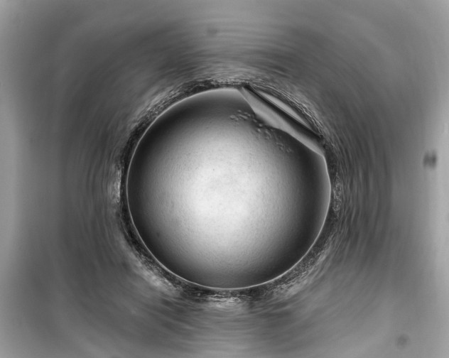 X0000099420454200805161049