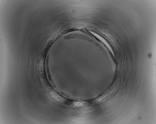 X0000099420461200805161050