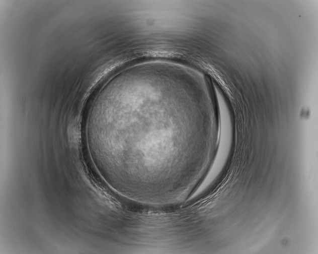 X0000099420531200805161048