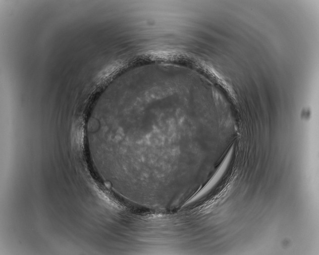 X0000099420637200805161047