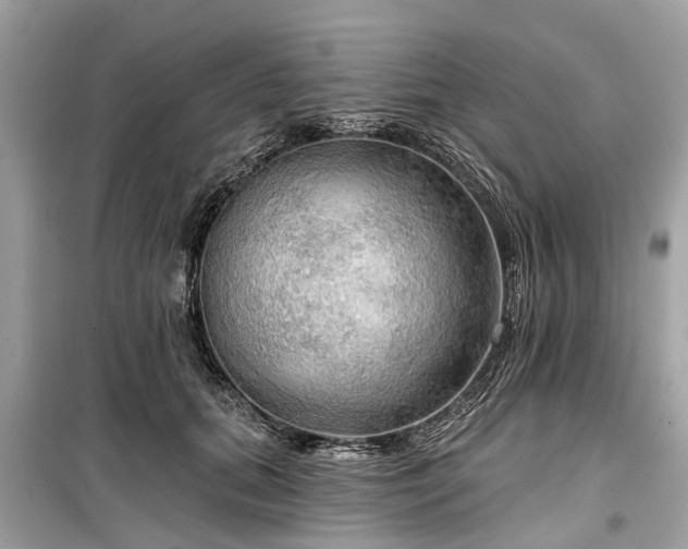X0000099420655200805161047