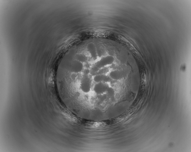 X0000099420663200805161047
