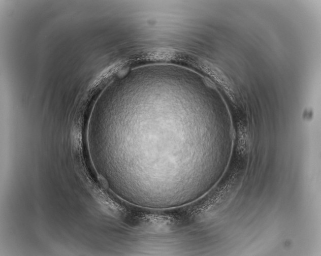 X0000099420681200805161046