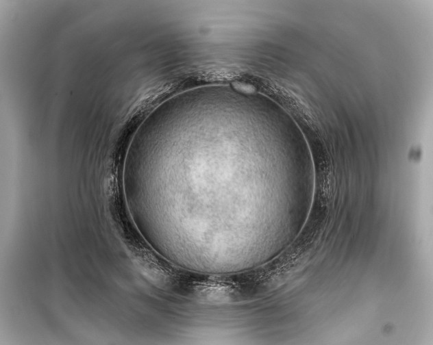 X0000099420743200805161045