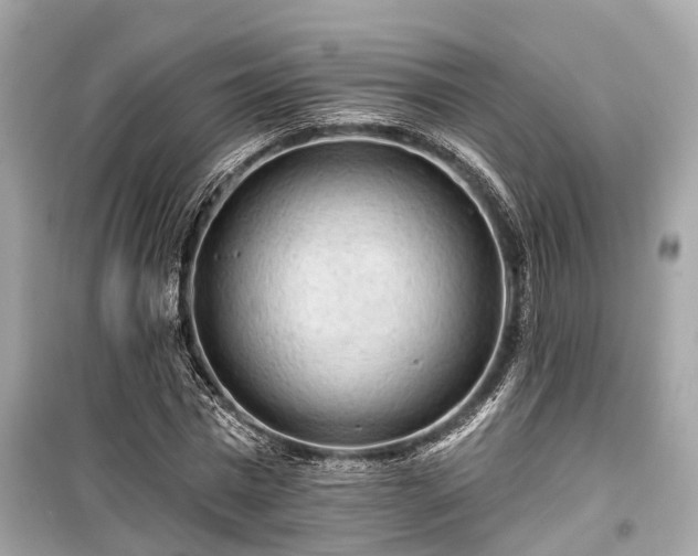 X0000099420777200805161045