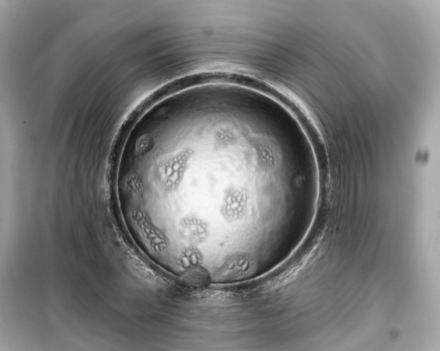 X0000099420783200805161045