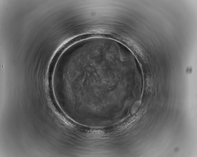 X0000099420784200805161045