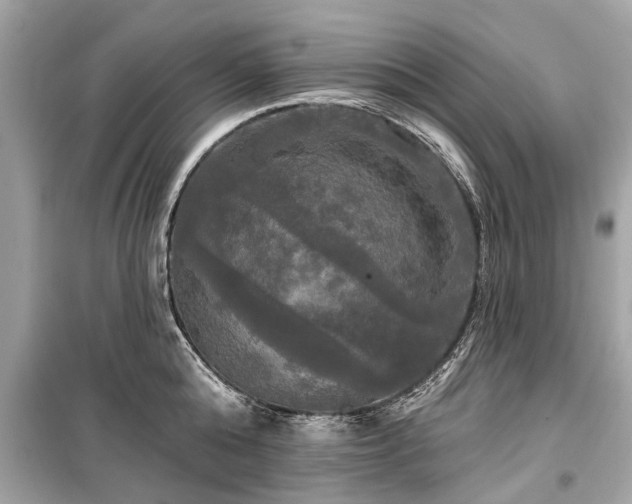X0000099420808200805161044
