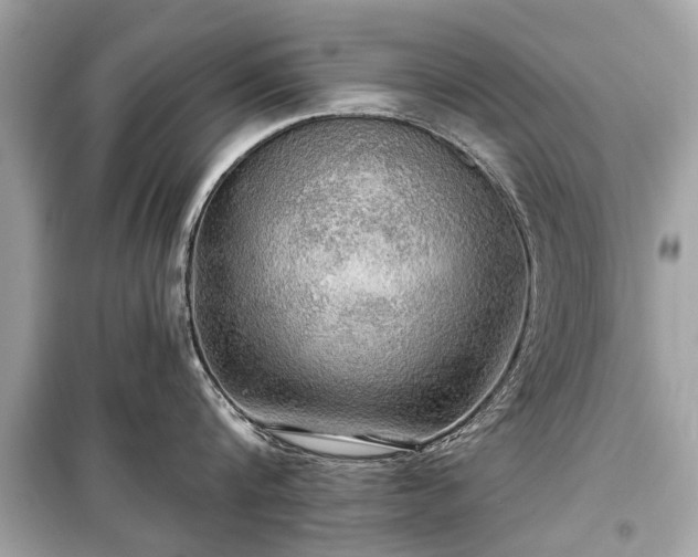 X0000099420816200805161044