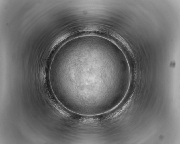 X0000099420826200805161043