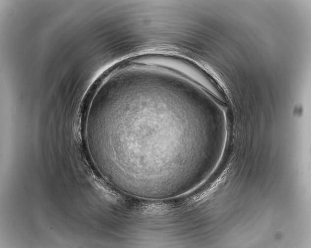 X0000099420830200805161044
