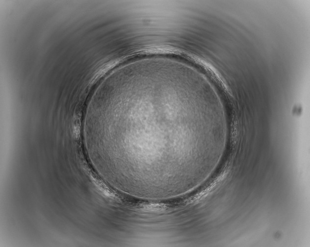 X0000099420833200805161044