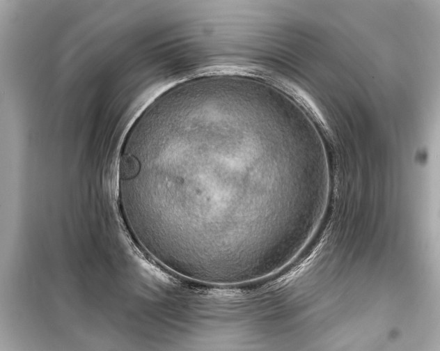 X0000099420844200805161044