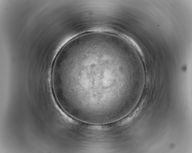 X0000099420855200805161044
