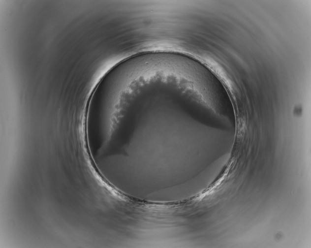X0000099420863200805161044