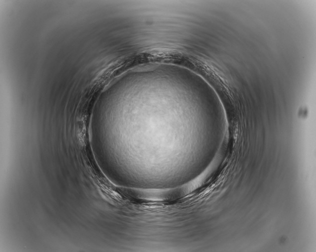 X0000099420868200805161043