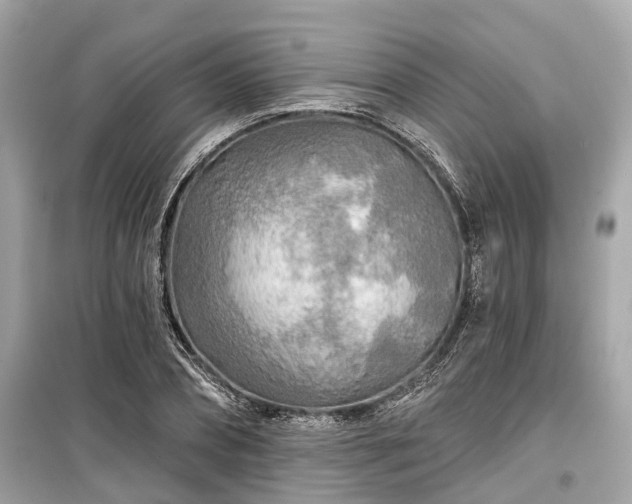 X0000099420882200805161043