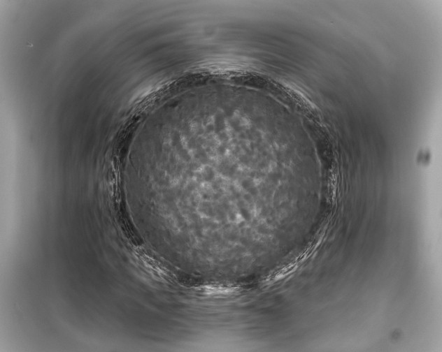 X0000099420917200805161042