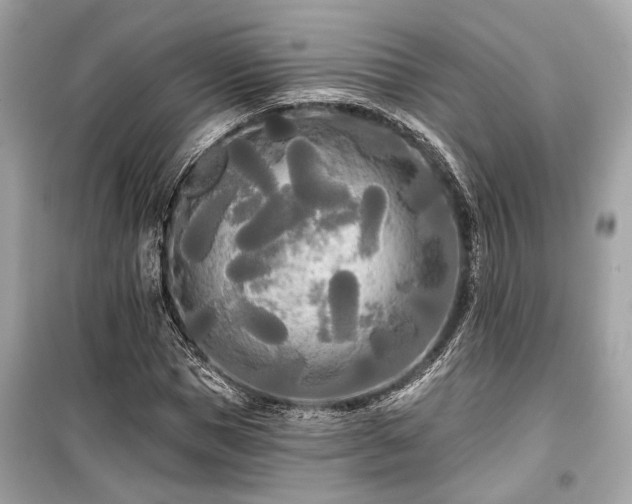 X0000099420921200805161042