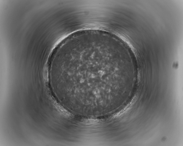 X0000099420925200805161042