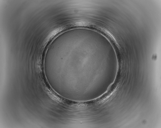 X0000099420930200805161042