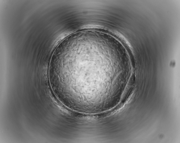 X0000099420937200805161042