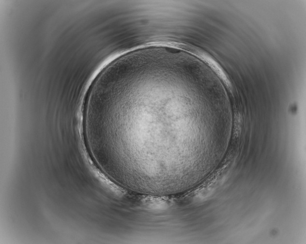 X0000099420955200805161042